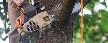 Best Fruit Tree Pruning  in Culloden, WV