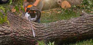 Best Tree Disease Treatment  in Culloden, WV