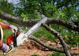 Best Firewood Processing and Delivery  in Culloden, WV