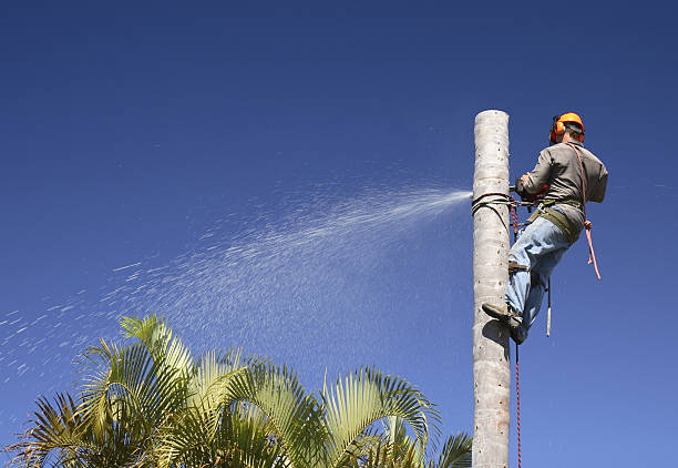 Best Emergency Tree Removal  in Culloden, WV