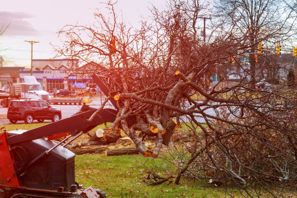 Best Stump Grinding and Removal  in Culloden, WV