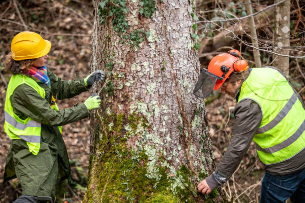 Best Palm Tree Trimming  in Culloden, WV