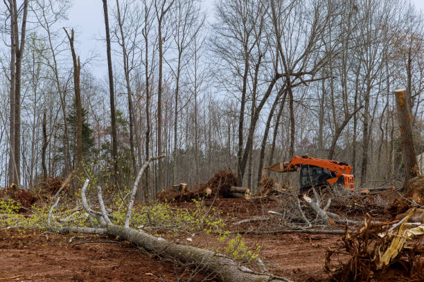 How Our Tree Care Process Works  in  Culloden, WV