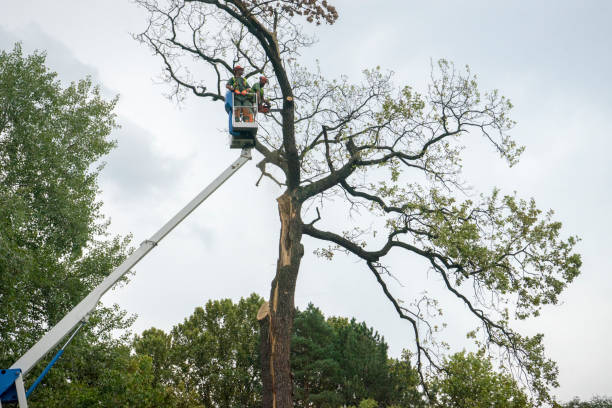 Best Arborist Consultation Services  in Culloden, WV