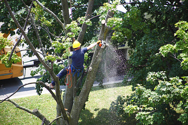 Best Tree Cabling and Bracing  in Culloden, WV