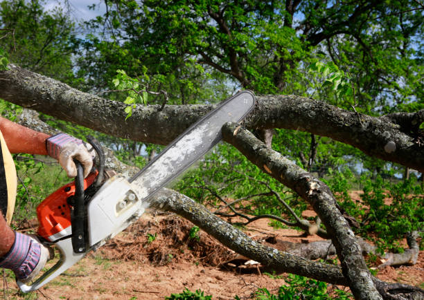 Best Fruit Tree Pruning  in Culloden, WV