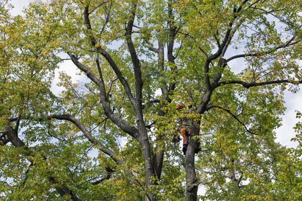 Best Utility Line Clearance  in Culloden, WV